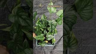 Philodendron mamei garden shots reels music [upl. by Yovonnda]