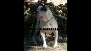 XXL PITBULL MASIVE PIT BULLS PIT BULL WITH BIG HEAD HEAVY WEIGHT PITBULLS [upl. by Alyacim]