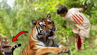 Tiger Eat The Mad child in jungle  Big message for kids  Tiger attack in foresttiger attacks [upl. by Aisined]