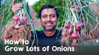 How to Grow a Ton of Onions  Plant amp Grow Start to Finish [upl. by Hsekar]