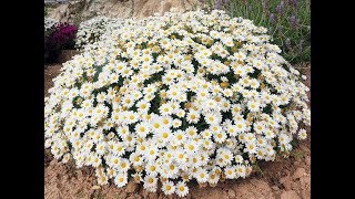 Amazing and Most Beautiful Argyranthemum  Marguerite Daisy  Dill Daisy Flowers [upl. by Cheung]