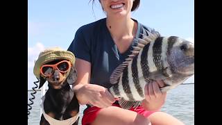 Cute Wiener Dog LOVES Fishing [upl. by Gnilhsa]