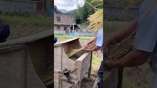 Incredible Farmers Use HomeMade Tools to Efficiently Thresh Rice craftsman craftsmanship [upl. by Ahsilyt]