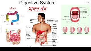 Digestive System पाचन तंत्र ll Biology for all exam NTPC science [upl. by Niemad]