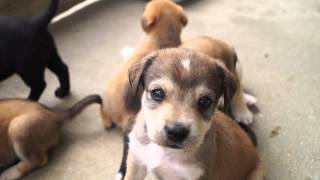 BeagleLabrador Puppies [upl. by Clover]