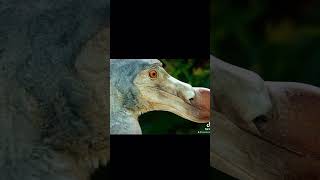 Dodo bird fyp animal pets pet bird history nature wildlife wild trendingvideo ai [upl. by Orrin193]