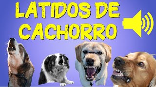 Latido de Cachorros de 10 Raças  Efeito Sonoro de Cachorro Latindo [upl. by Des291]