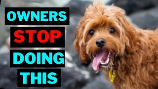 15 Things Cavapoo Dog Hate That Owners Do [upl. by Aitetel]