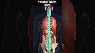 spine vertebral column  vertebral column and spinal cord foryou shorts [upl. by Demp]