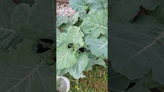 REAL PEST CONTROL THE BEST WAY TO GET RID OF GARDEN PESTS gardenshorts gardening [upl. by Eenot227]