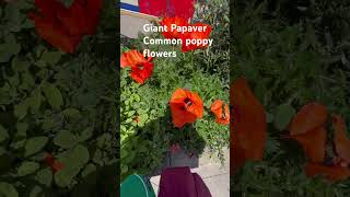 GIANT PAPAVER COMMON POPPY FLOWERS trending flowers poppy beautiful beauty nature london me [upl. by Cindelyn]