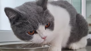 British Shorthair Cats [upl. by Hollah]