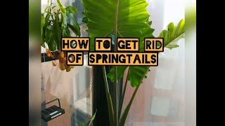 How to get rid of springtails [upl. by Cavanaugh435]