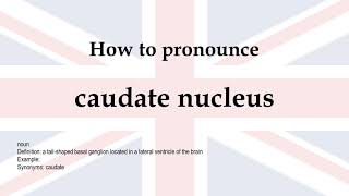 How to pronounce caudate nucleus  meaning [upl. by Ylrebmyk833]