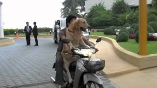 Golden Retriever Rides Motorcycle [upl. by Esened]