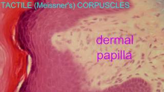 TACTILE CORPUSCLE [upl. by Noryk]