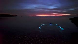 Plancton bioluminiscente [upl. by Coit156]