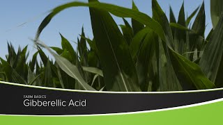 Gibberellic Acid [upl. by Ohnuj]