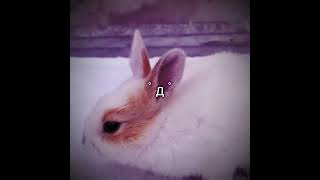 My friend pet rabbit died… shorts [upl. by Given]