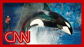 SeaWorld releases video of 2006 killer whale attack [upl. by Ordnasela]