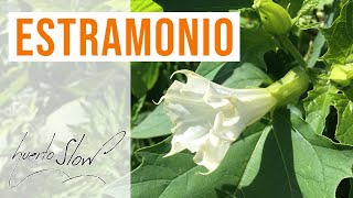 Estramonio Datura stramonium [upl. by Oab117]