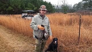 Pheasant Shoot Pursell Farms [upl. by Attiuqram]