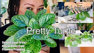 Pretty Turtle 🐢 Streptocarpus Dryas  Propagate Repot amp Chat About Possible Name Change [upl. by Nairam]