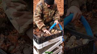 Real Gold Found Modular System Back in Action GoldPanning [upl. by Riek]