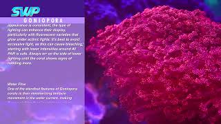 All about Goniopora Coral [upl. by Burnie]