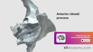 Anterior clinoid process [upl. by Esyla]