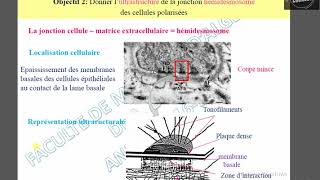 Hémidésmosome [upl. by Olleina]