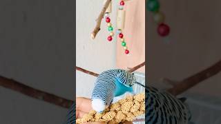 Happy budgie Cookie is partying alone ❤️ 🥰 birds budiges parrot [upl. by Drannel]