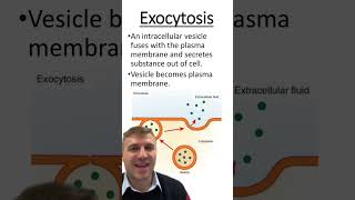 Endocytosis vs Exocytosis [upl. by Magdalena]