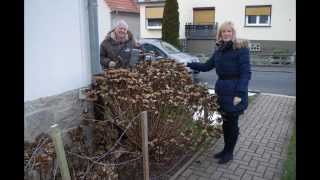 Rausch durch Hortensien Stacheldraht gegen Strauchdiebe [upl. by Ailedo]