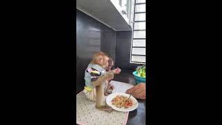 Good day MOM cooking and eat with children very yummy monkey baby3 babyanimal cute baby1 funny [upl. by Sondra]