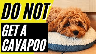 7 Reasons You SHOULD NOT Get a Cavapoo [upl. by Angie464]