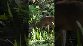 Colombian blacktailed deer Odocoileus hemionus columbianus a native subspecies of the Mule deer [upl. by Savdeep]