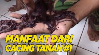 apakah cacing tanah berkhasiat untuk obat  HALAL [upl. by Nawat]