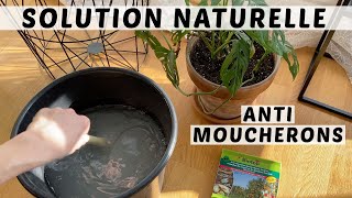 🌿 ÉLIMINER LES MOUCHERONS DES PLANTES DINTÉRIEUR  JAI TESTÉ LES NÉMATODES  SOLUTION NATURELLE [upl. by Katherina646]