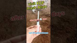 Visit KDFDrsaifurehmanDfdairyfarm cow calf calfhealth [upl. by Mears]