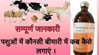 Sulphadimidine injections पशुओं में कोन कोन से रोगों में इसका उपयोग किया जाता है इलाज [upl. by Enidanreb]