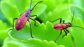 Boxelder Bug Nymphs boxelderbugnymphs natureisawesome [upl. by Hermina]