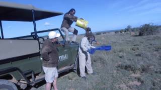 Rhino Dung Challenge [upl. by Sherl]