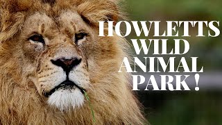 A day at Howletts wild animal park [upl. by Janifer]