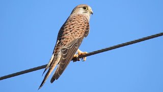 Common Kestrel Call Tårnfalk lyd Turmfalke Ruf Cernicalo Vulgar canto Faucon crécerelle cri [upl. by Eneluj]