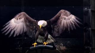 Eagle Facts  Wingspan Bald Eagle [upl. by Nutter]