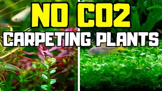 TOP 10 CARPETING PLANTS THAT DONT NEED CO2 [upl. by Anilyx]