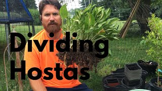 How to Divide and Propagate Hostas [upl. by Nosro982]