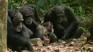 Chimpanzees Sophisticated Use of Tools  BBC Studios [upl. by Mond]