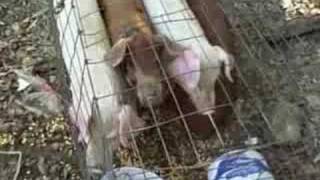 Baby Pigs At The Flea Market Sep 27 2008  VID00004 [upl. by Guise602]